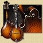 Collings_MF5_mandolin_Al8