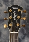 Taylor_Walnut_LTDs_Headstock